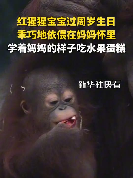 红猩猩宝宝过周岁生日,乖巧地依偎在妈妈怀里,学着妈妈的样子吃水果蛋糕。红猩猩宝宝叫“猕猴桃
