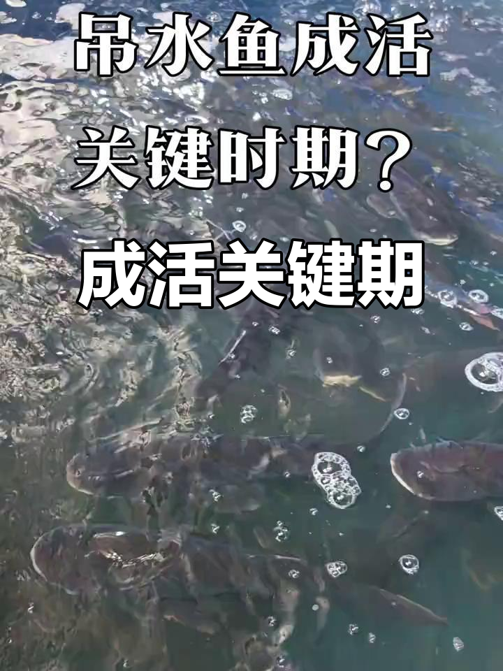 吊水鱼成活的关键在于7-14天内的精细操作与把控