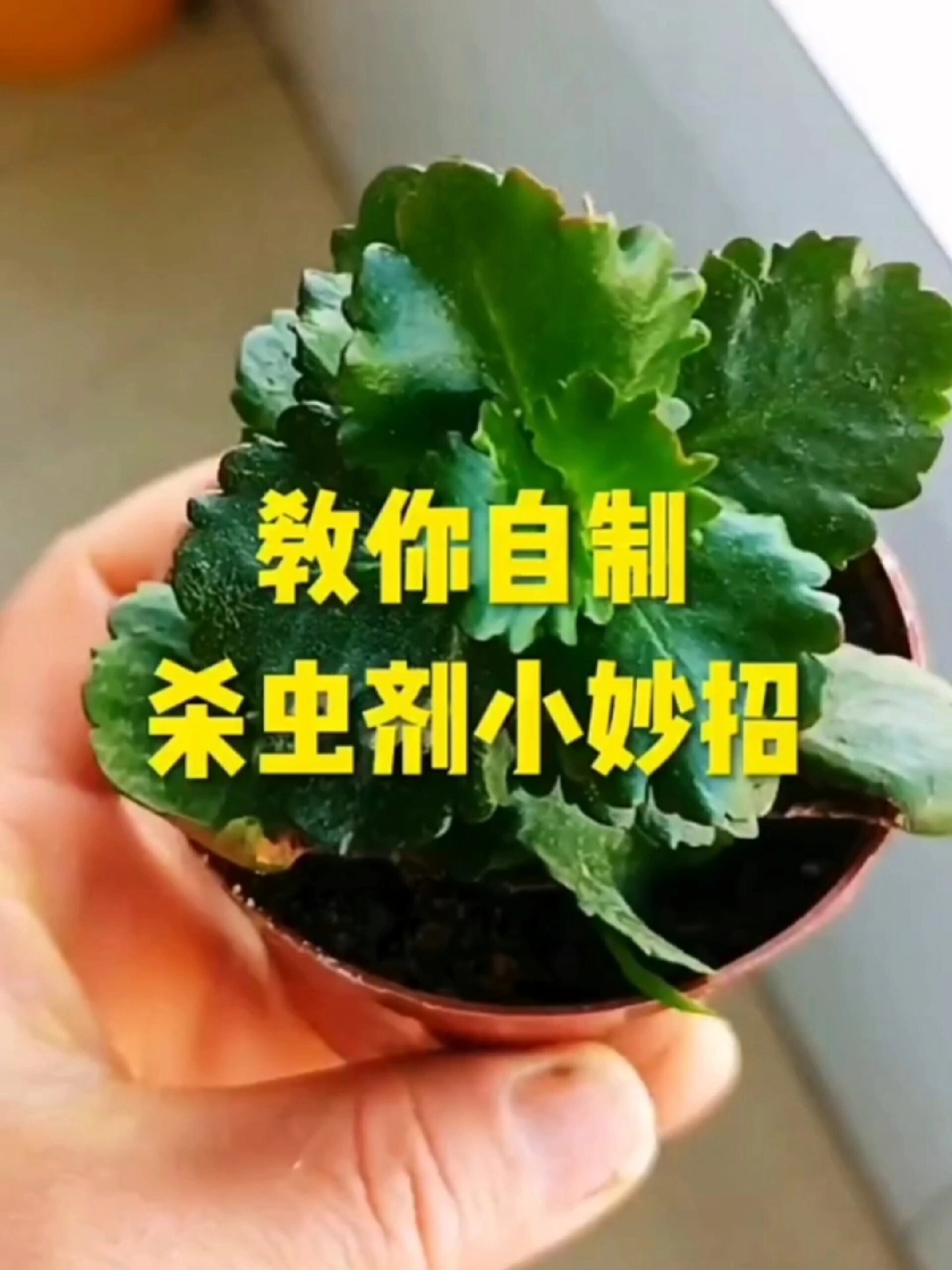 自制杀虫剂的小妙招