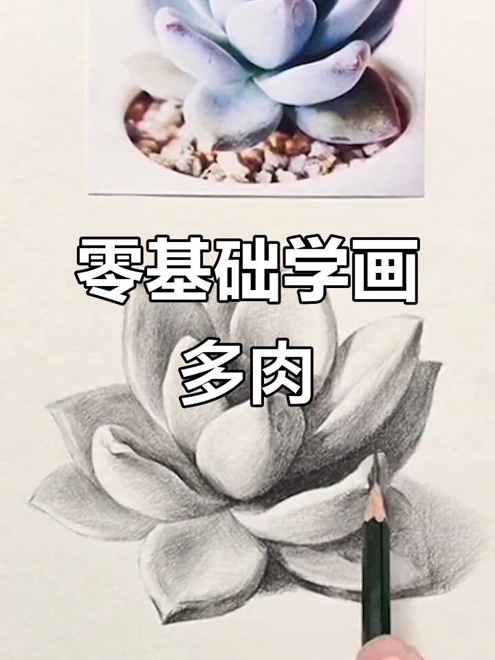 零基础素描多肉,轻松上手创意绘画