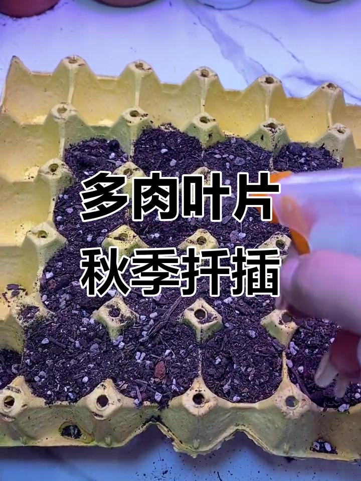 秋季多肉叶插技巧,轻松学会如何操作