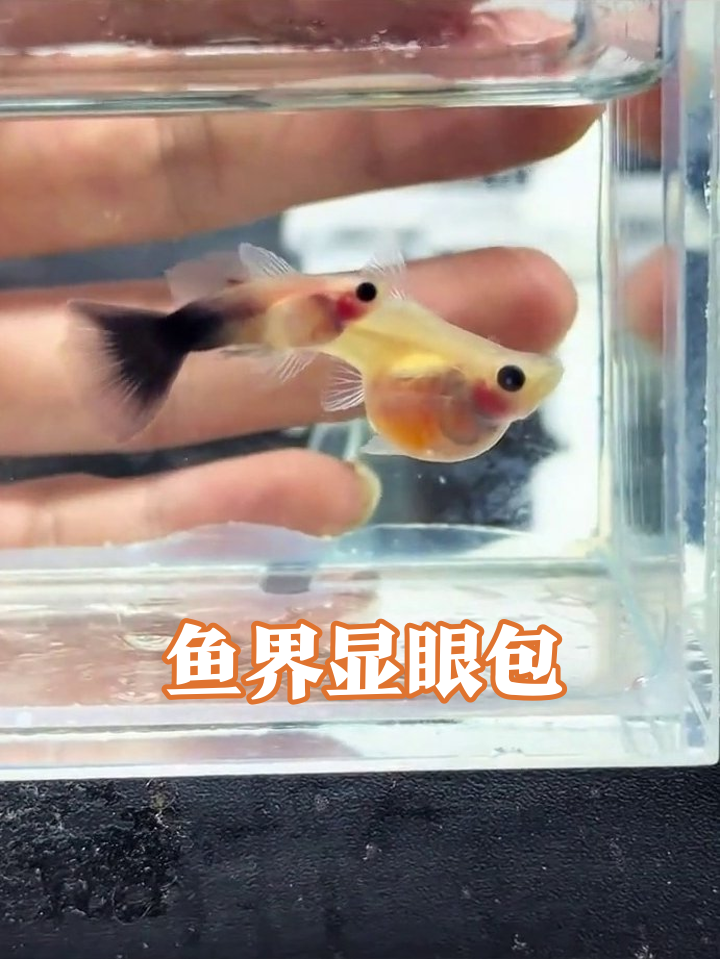 鱼缸里的显眼包!黑尾鱼vs黄白鱼,这互动笑疯了