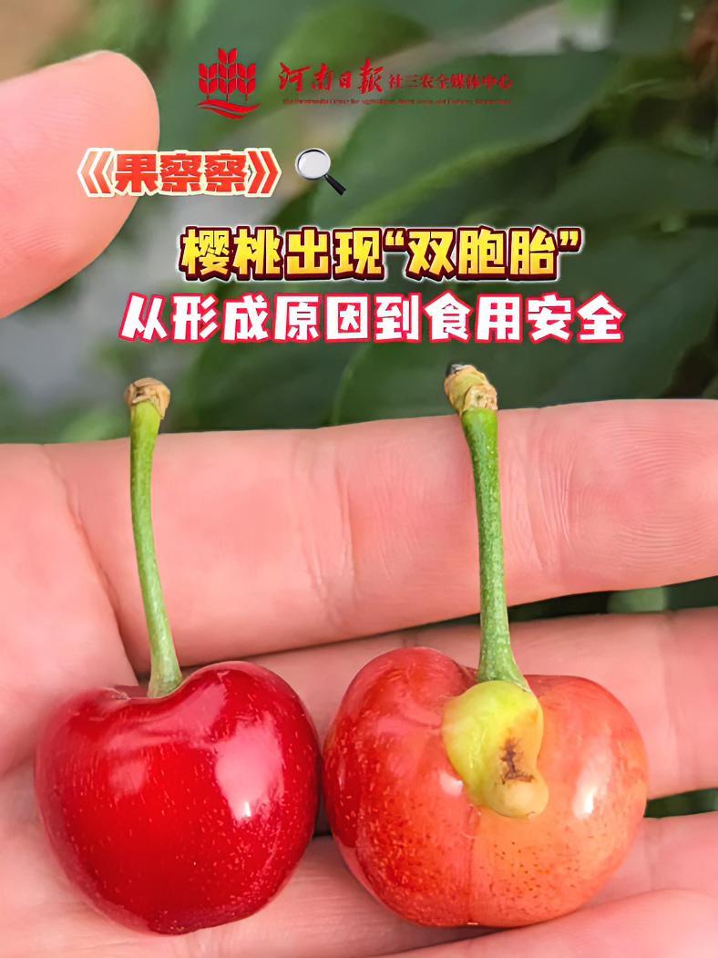 果察察︱樱桃出现“双胞胎”,从形成原因到食用安全!樱桃(河南日报社三农全媒体中心记者 魏静