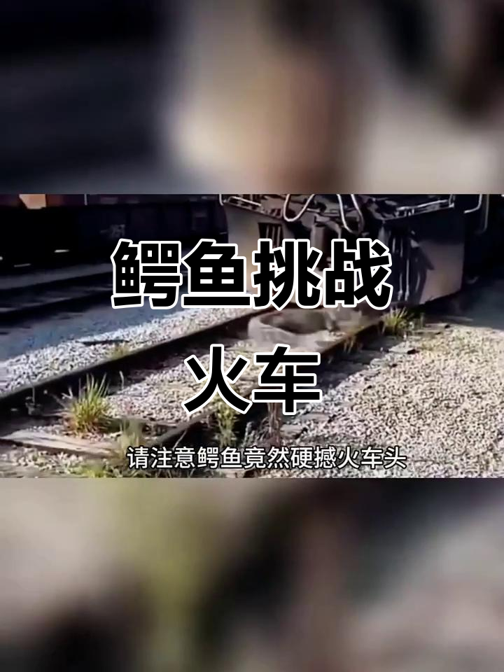 鳄鱼硬撼火车头,差点被死亡翻滚!