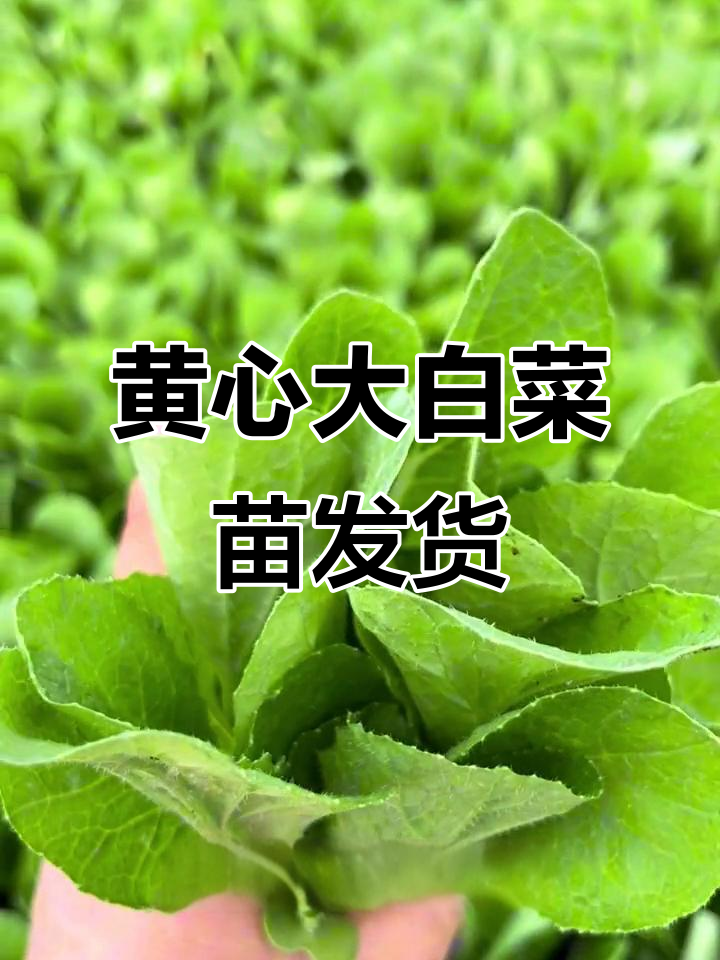 韩国黄心大白菜苗子发货,脆嫩无丝泡菜必备