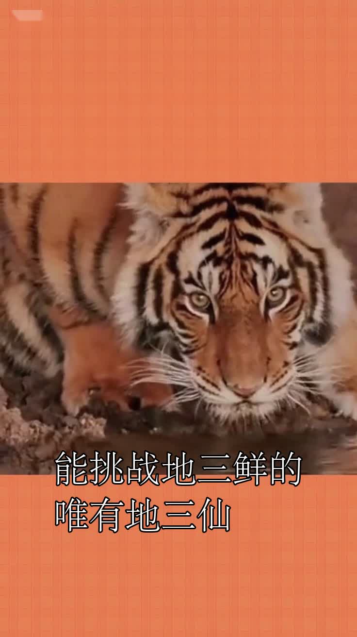 能挑战地三鲜的唯有地三仙