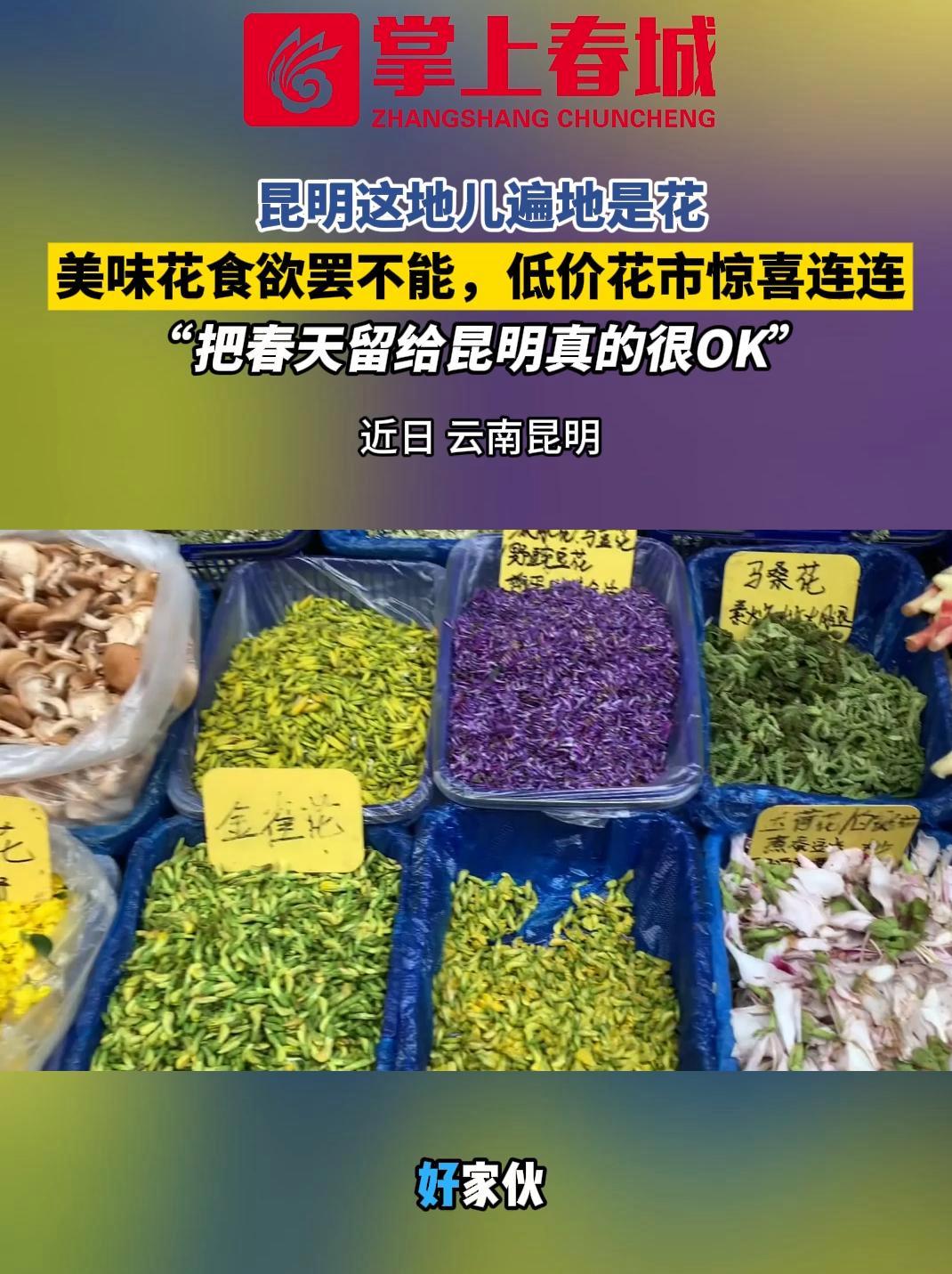 昆明这地儿遍地是花,美味花食欲罢不能,低价花市惊喜连连 “把春天留给昆明真的很OK” 春日