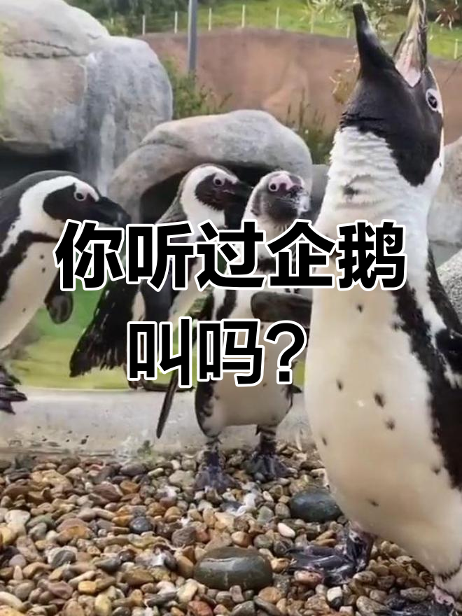 企鹅叫声大揭秘,南极萌声来袭!