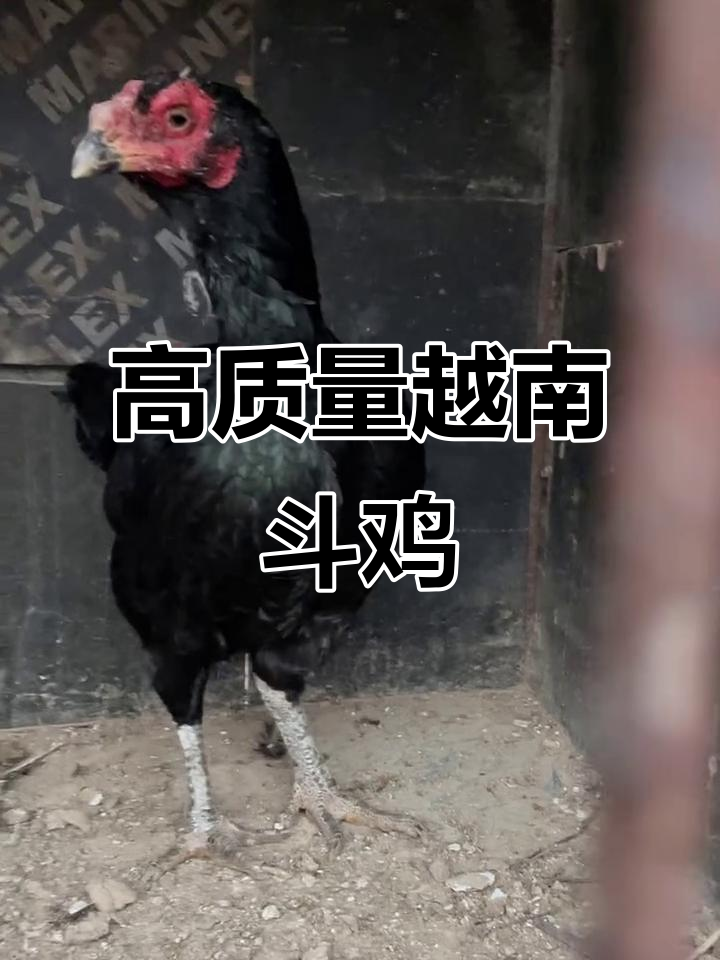 越南鬼子母鸡,六斤重超能生蛋