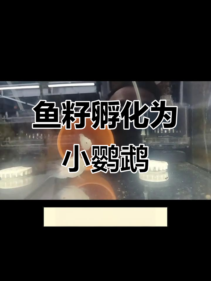 迷你鹦鹉鱼繁殖全过程,从孵化到成小鱼的奇妙之旅