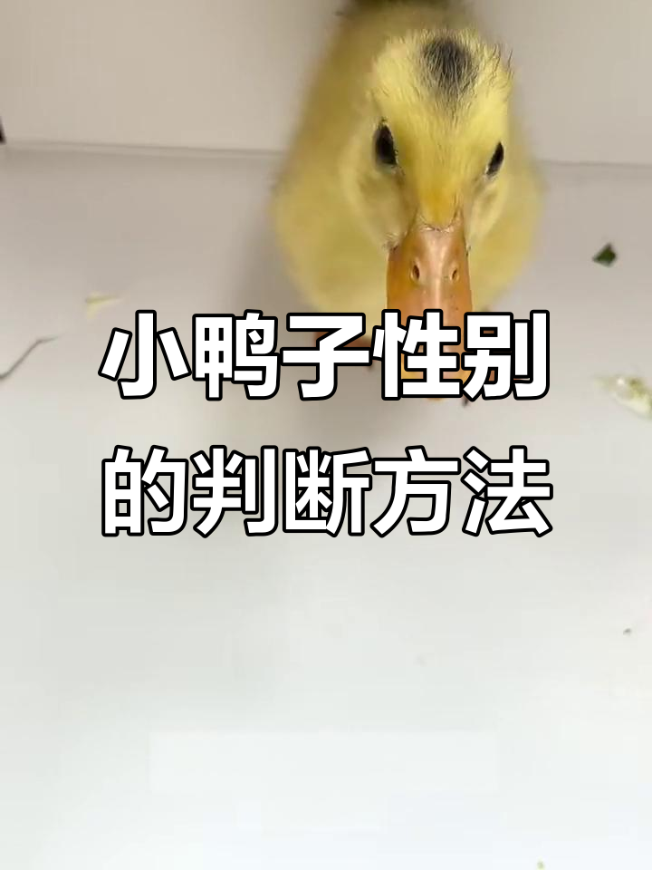 如何辨别小鸭子的公母性别