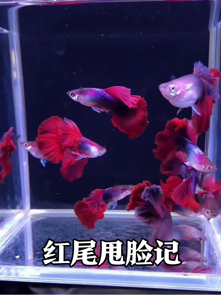 被嫌弃的孔雀鱼:尾巴红过火龙果,白给我全要!