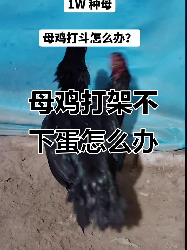 母鸡斗架不停,竟然是为了这个原因!