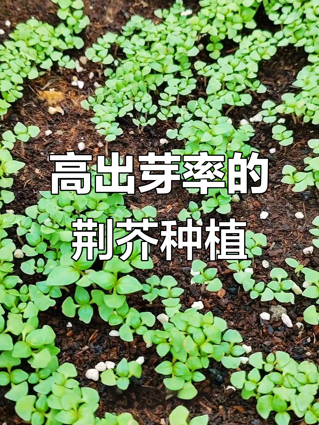 河南荆芥种子撒在浙江,出芽率惊人!