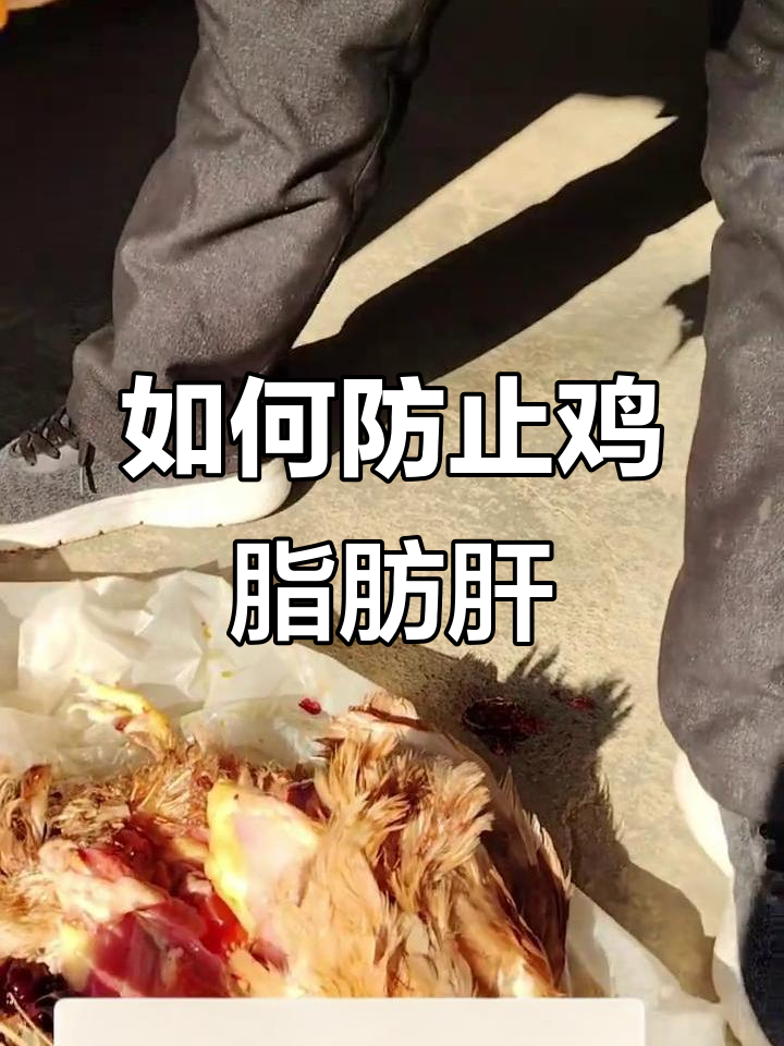 鸡脂肪肝的危害与防治方法,减少油脂有妙招
