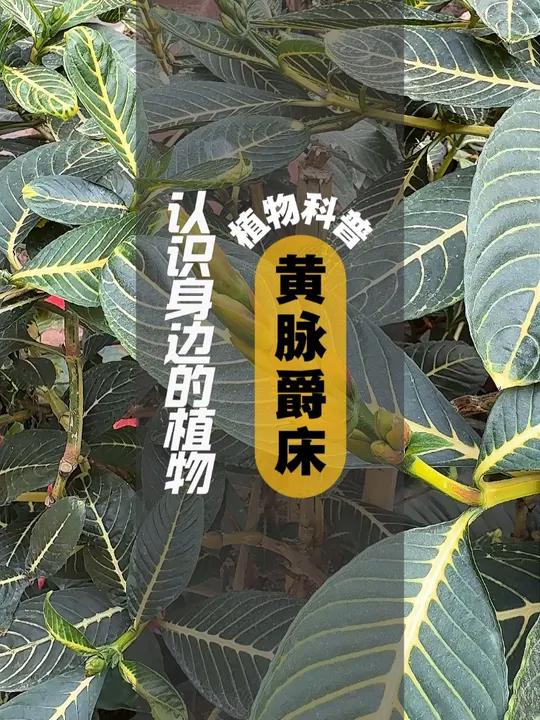 植物科普 I 黄脉爵床 黄脉爵床是爵床科、黄脉爵床属灌木,高达2米。叶片矩圆形,倒卵形,顶