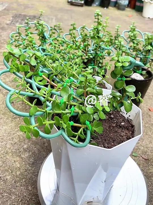 用9根枝条拼成漂亮的孔雀开屏造型,用这个孔雀支架做造型简单又漂亮 种植小技巧爱生活爱养花一