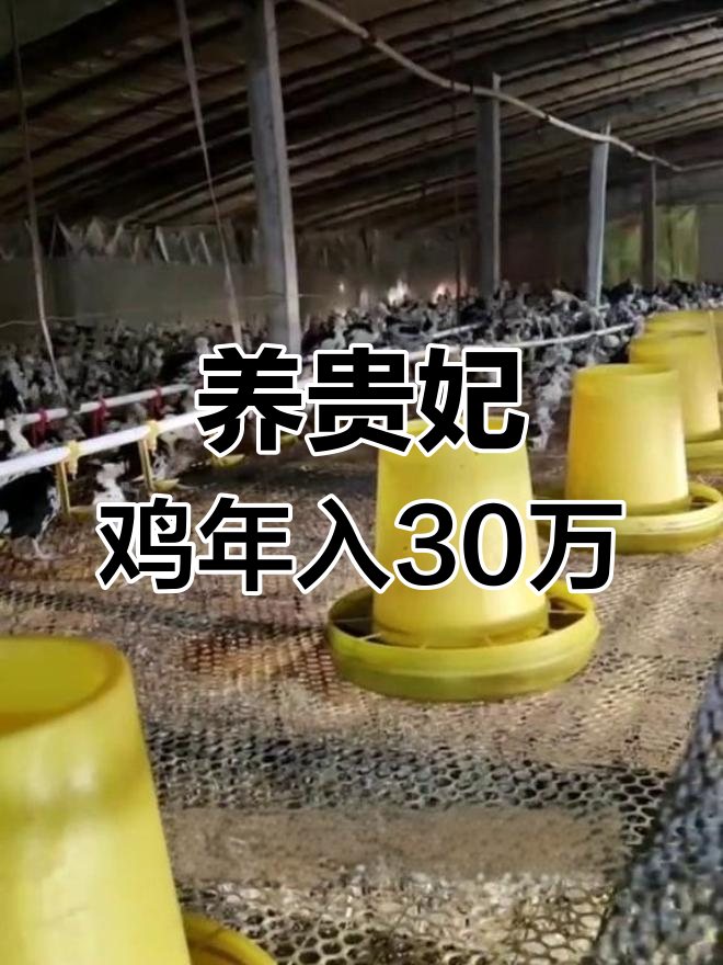 贵妃鸡养殖赚了30万,证明赚钱不靠运气