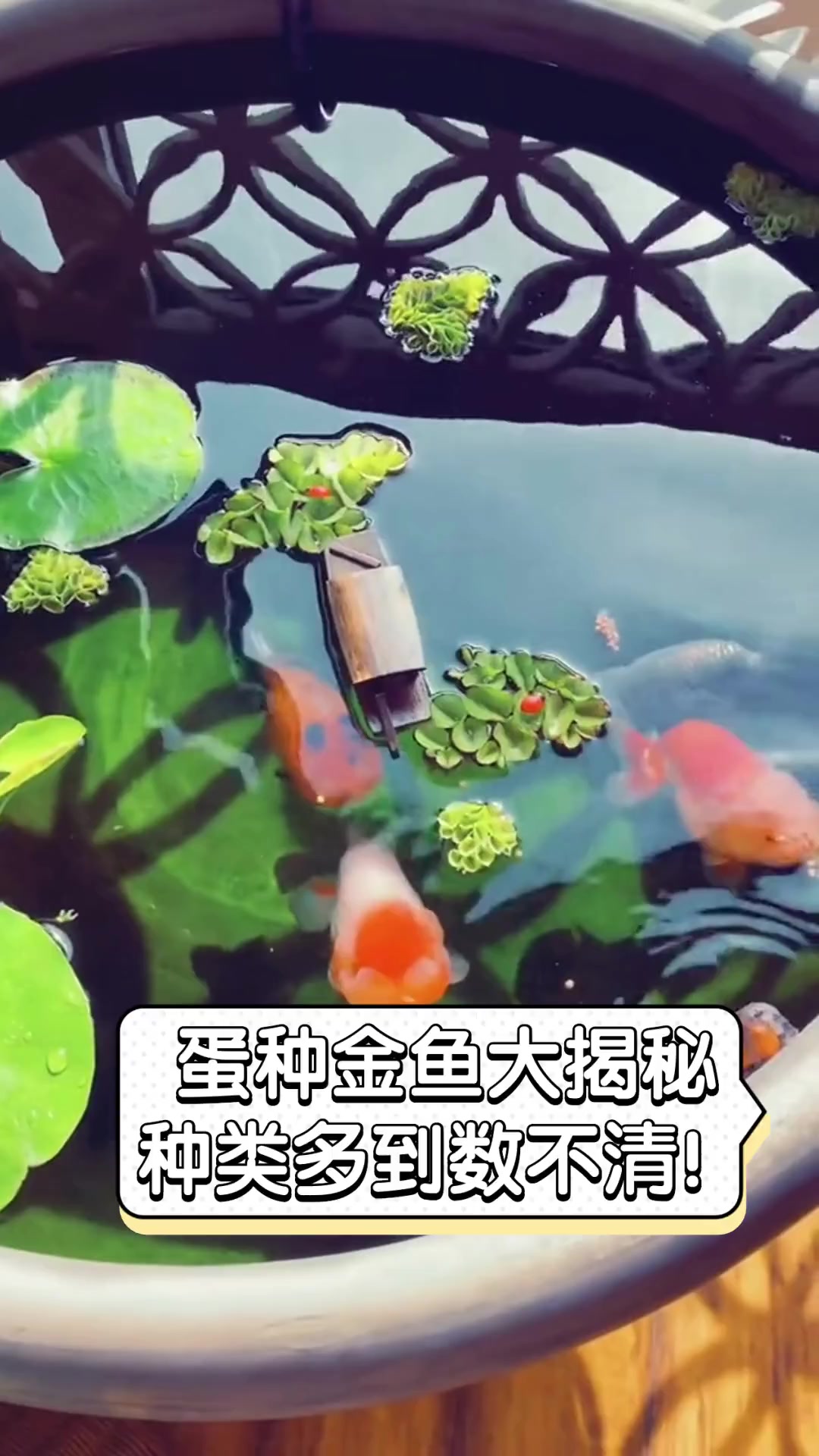 蛋种金鱼大揭秘,种类多到数不清!