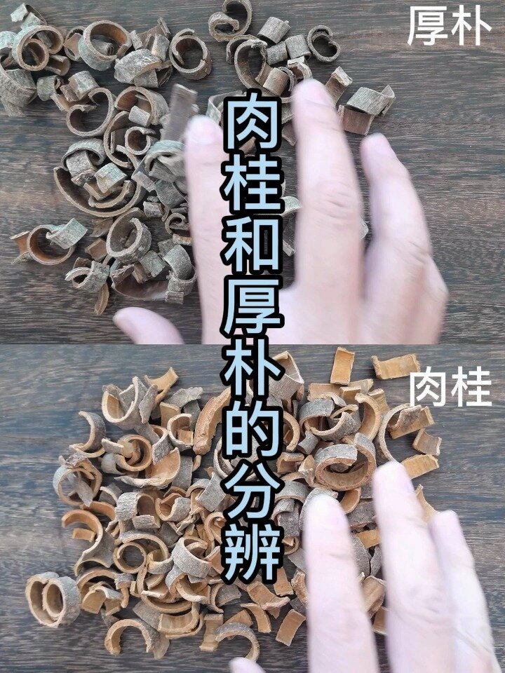 厚朴与肉桂的鉴别