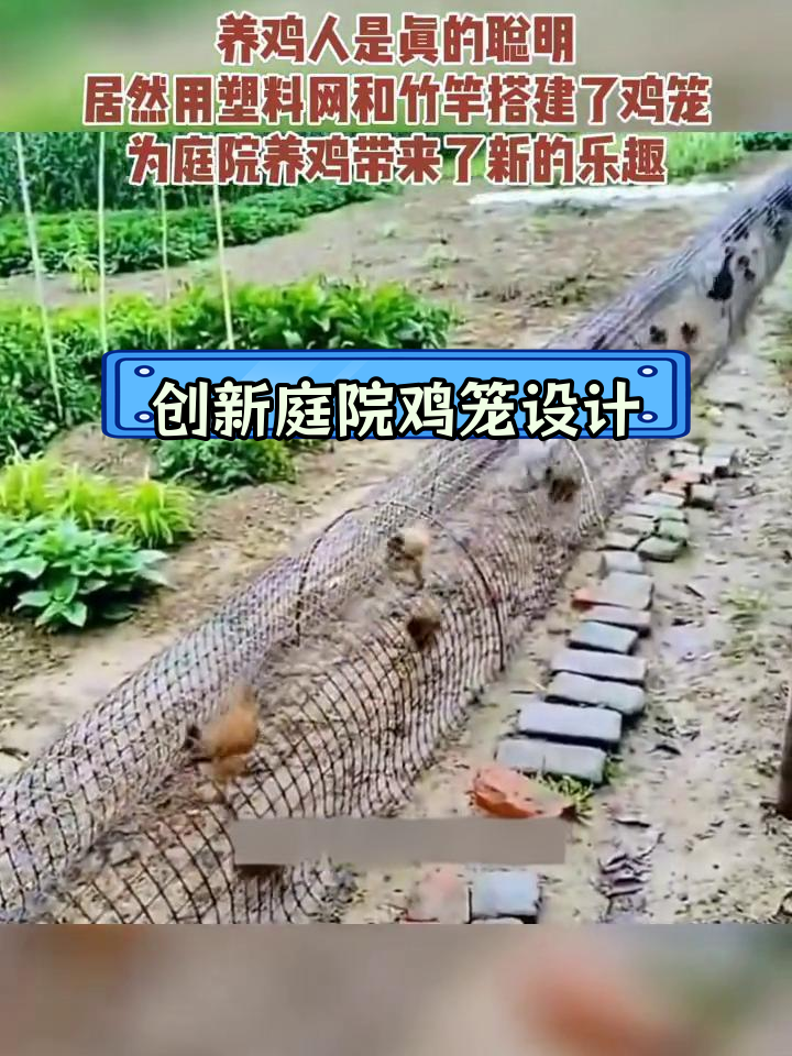 庭院养鸡新法:用塑料网和竹竿打造生态鸡笼