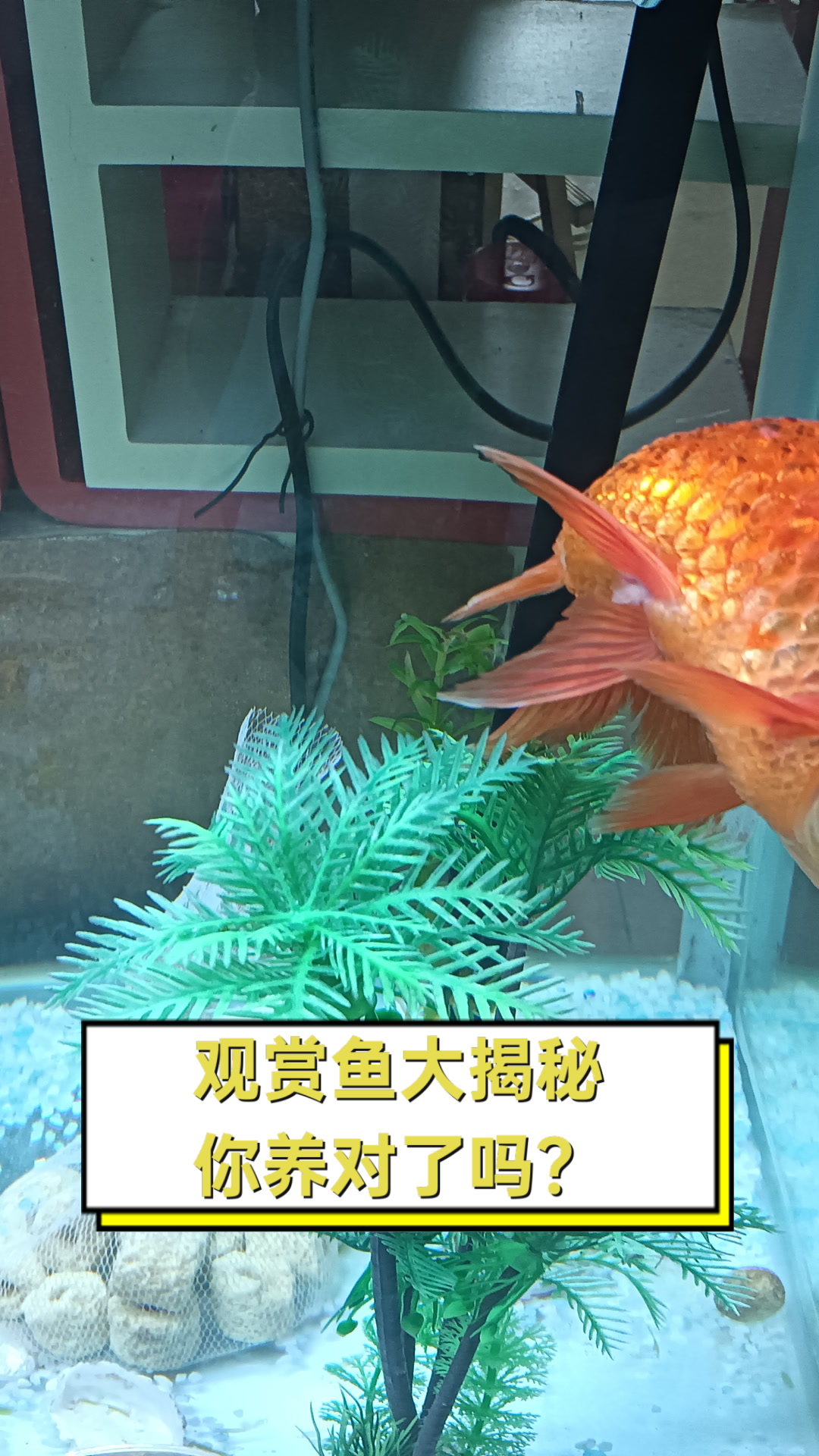 观赏鱼大揭秘,你养对了吗?