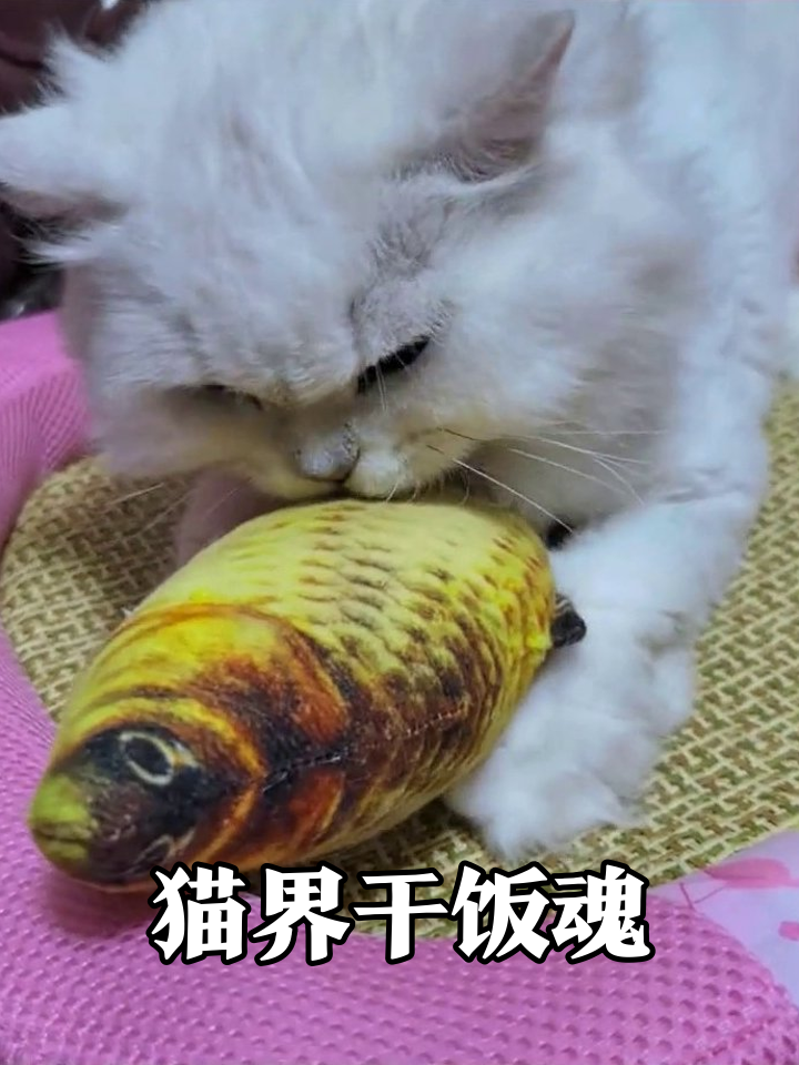 白猫啃鱼啃出表情包,灰白猫抱着鱼打滚笑喷!