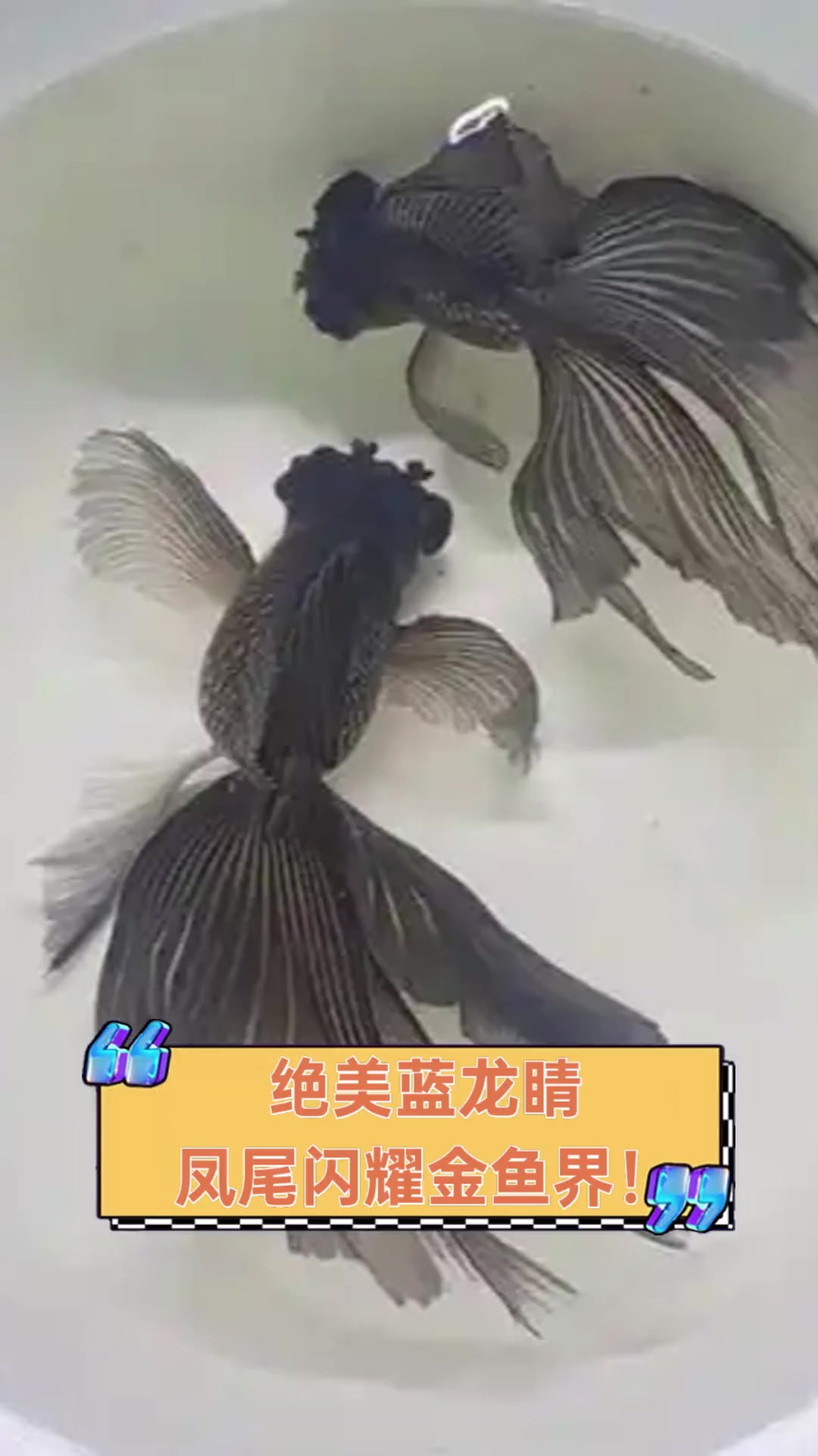 绝美蓝龙睛,凤尾闪耀金鱼界!