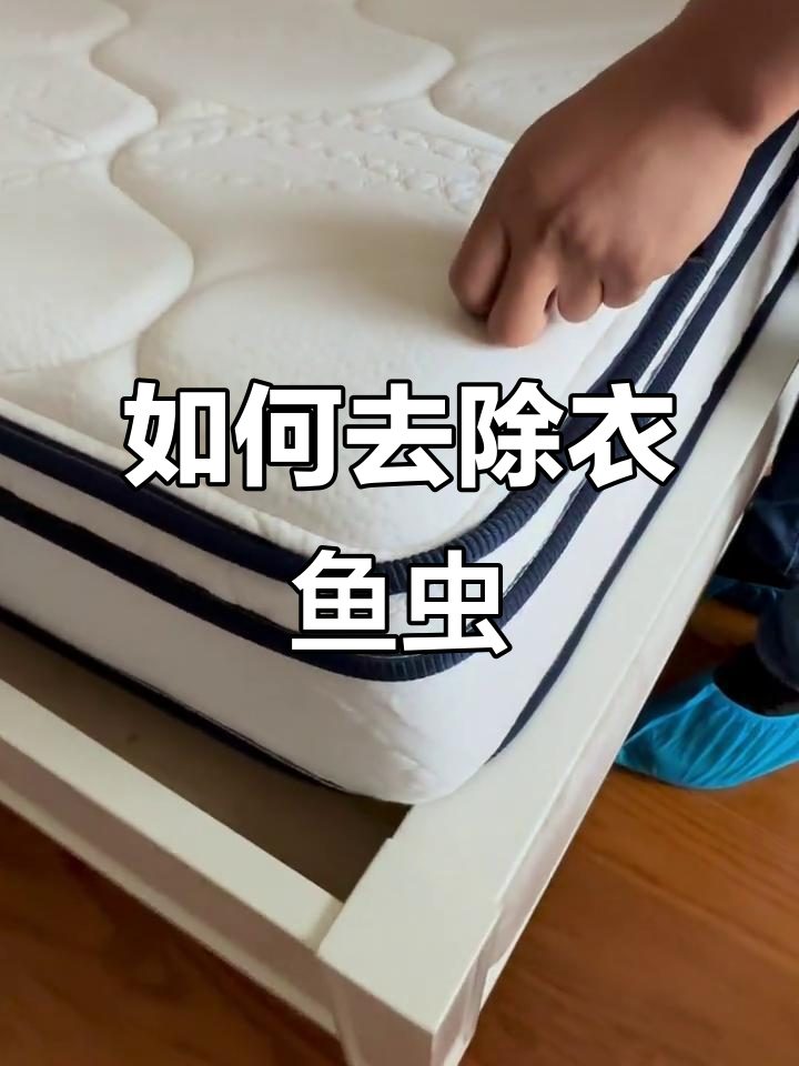 衣鱼虫爬上床,如何防治和清除?