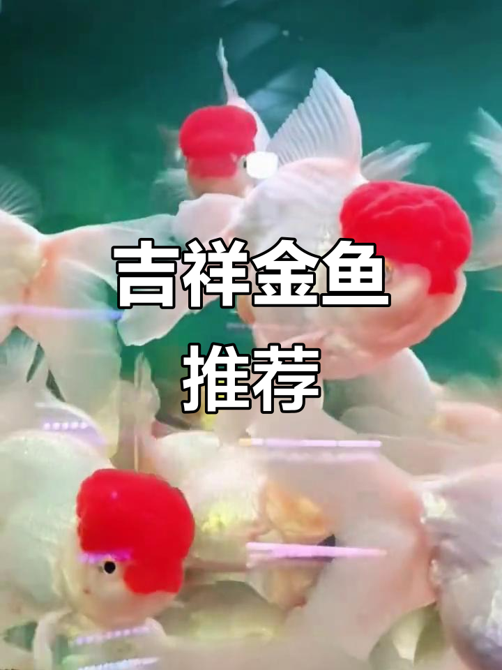 新手必养!鸿运当头金鱼温顺好养颜值高