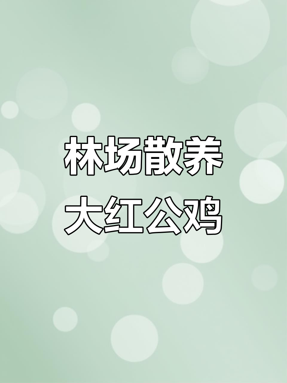 东北林场散养红公鸡,油亮鲜美,只发三省!