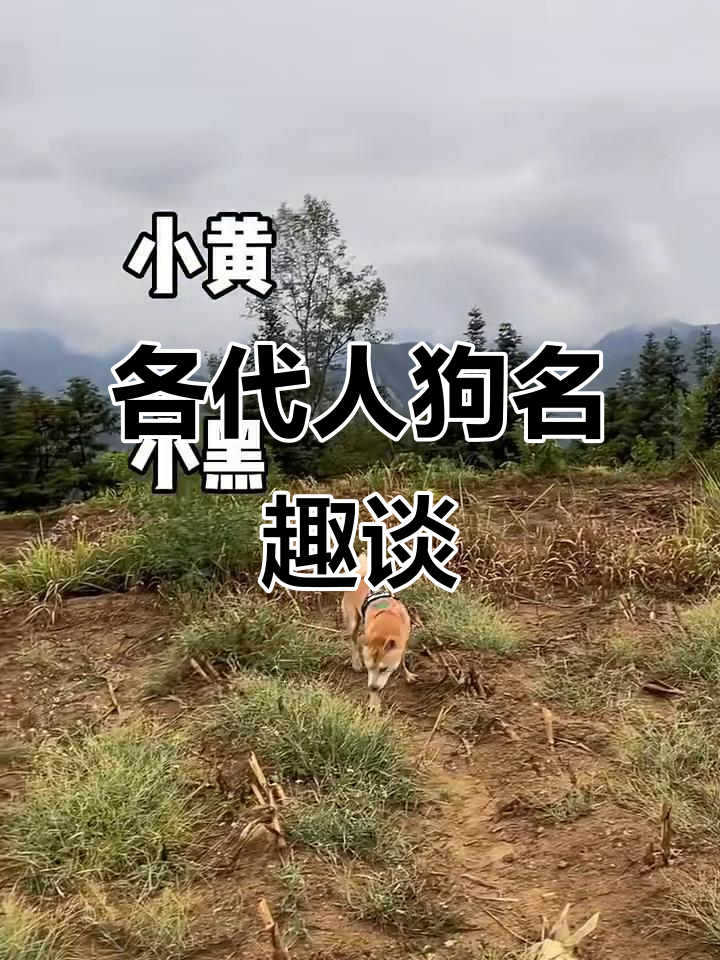 不同年代给狗狗取名大比拼,从皮毛到辣条火锅