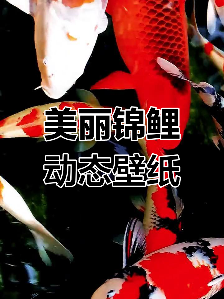 动态壁纸:锦鲤鱼池美景