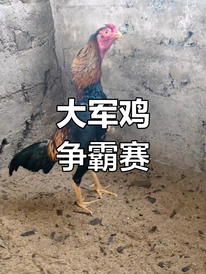 哈萨克斯坦顶级斗鸡大赛