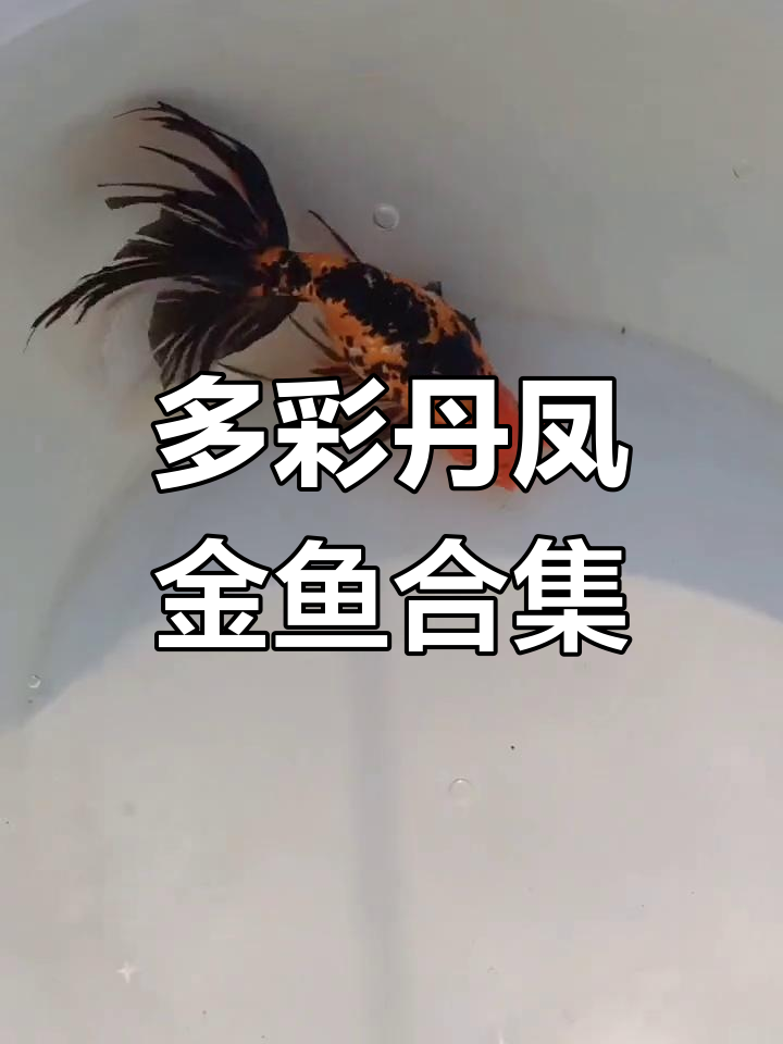 丹凤金鱼大赏:从蓝到红,各种品种一网打尽