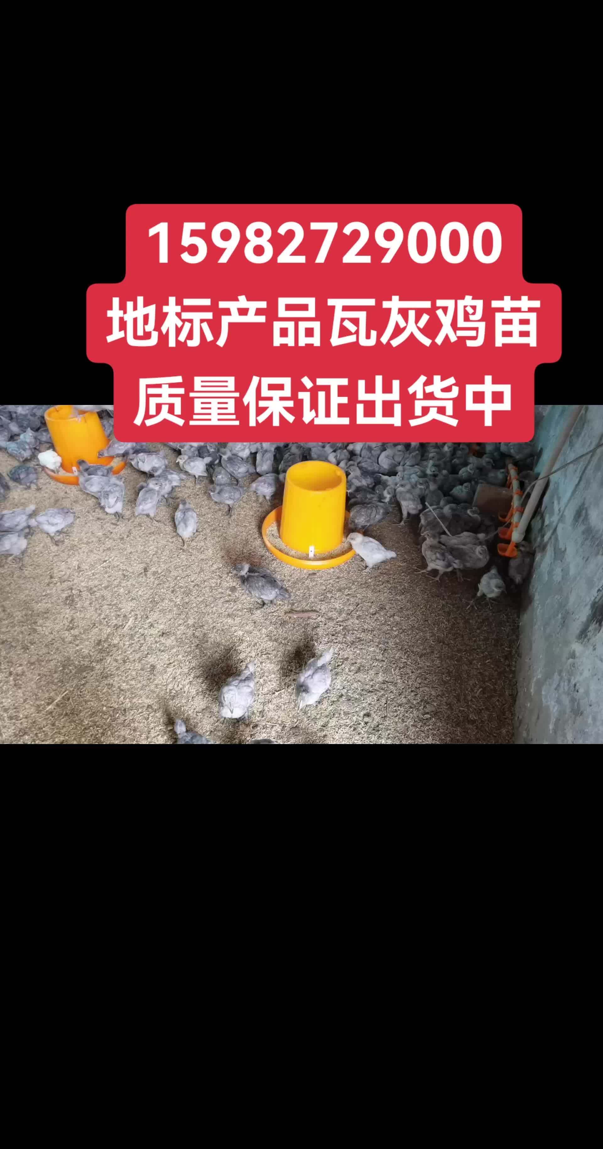 这么多小可爱,喜欢的可以下手了,夭气温度刚好 轩源瓦灰鸡 脱温鸡苗 抖音养鸡人