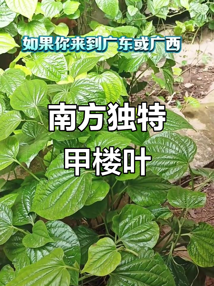 广东广西特色香料，炒田螺必备甲楼叶