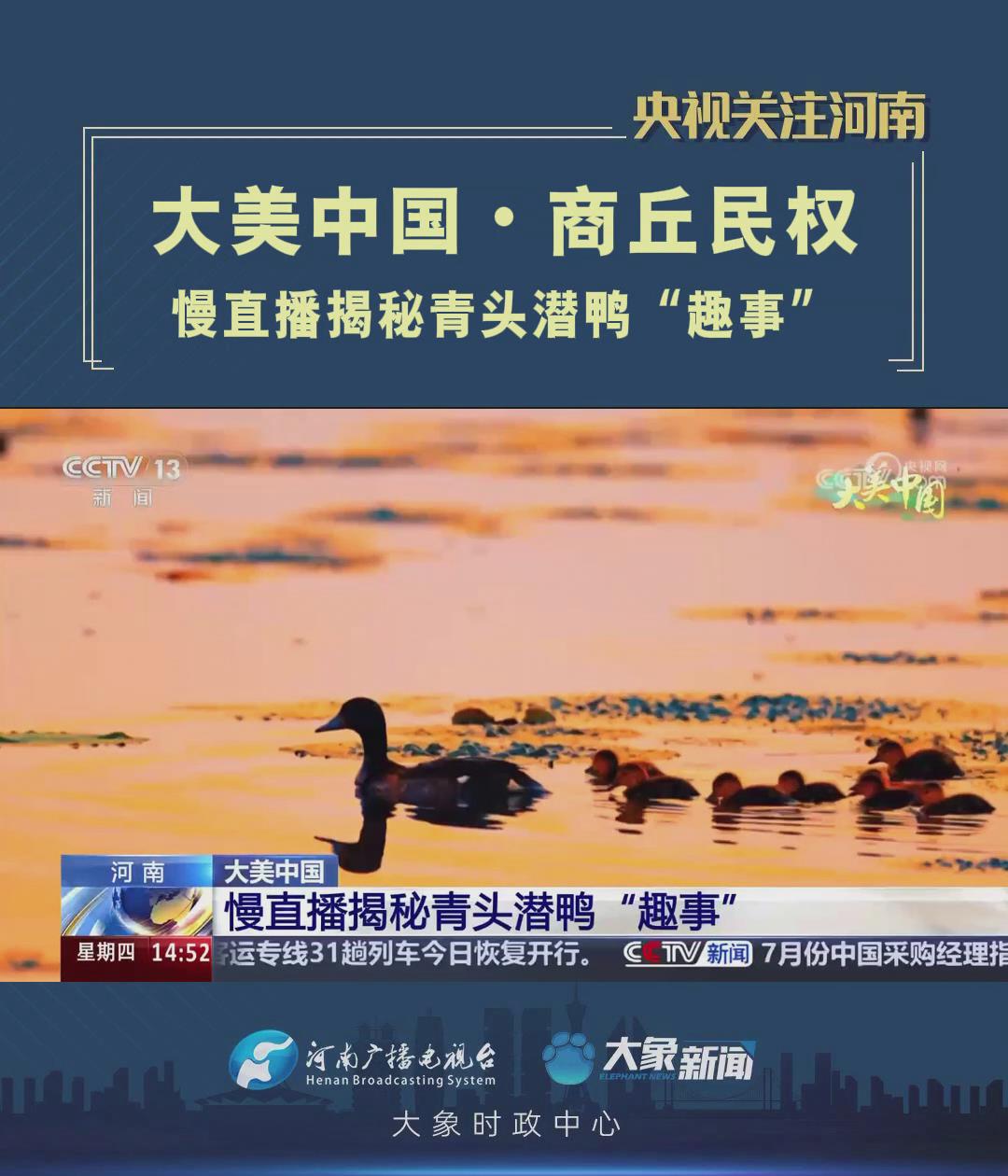 「央视关注河南民权」慢直播揭秘青头潜鸭“趣事”