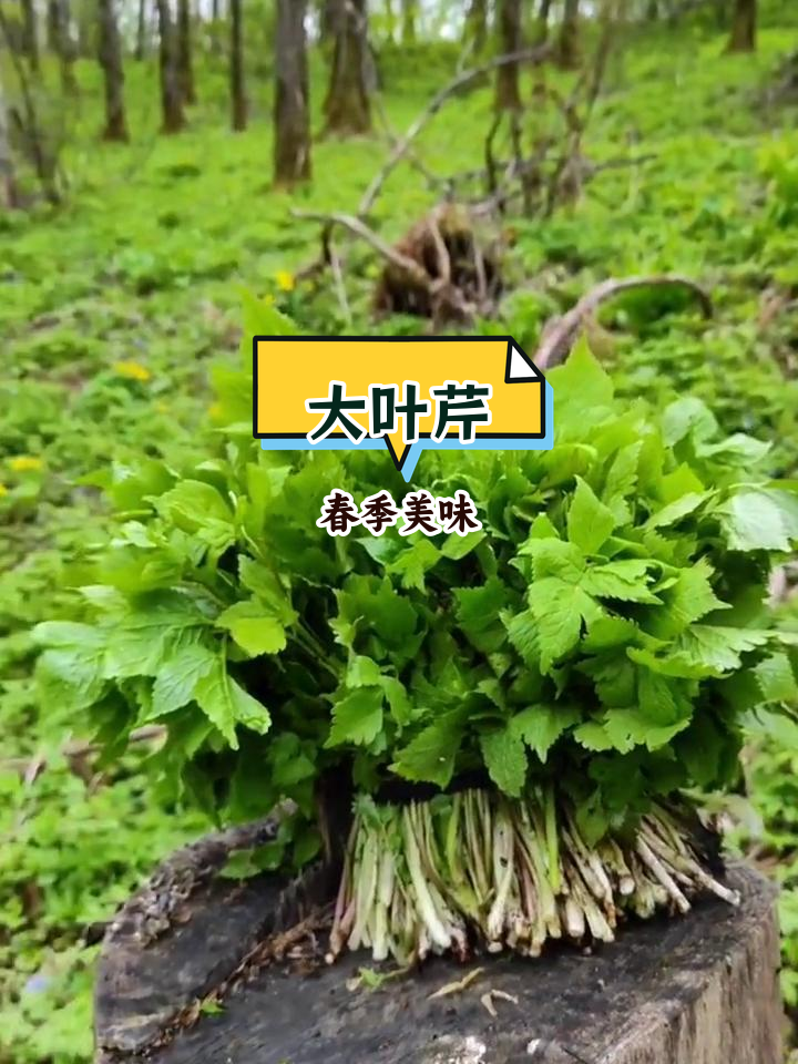 春天的山野菜,大叶芹的独特魅力