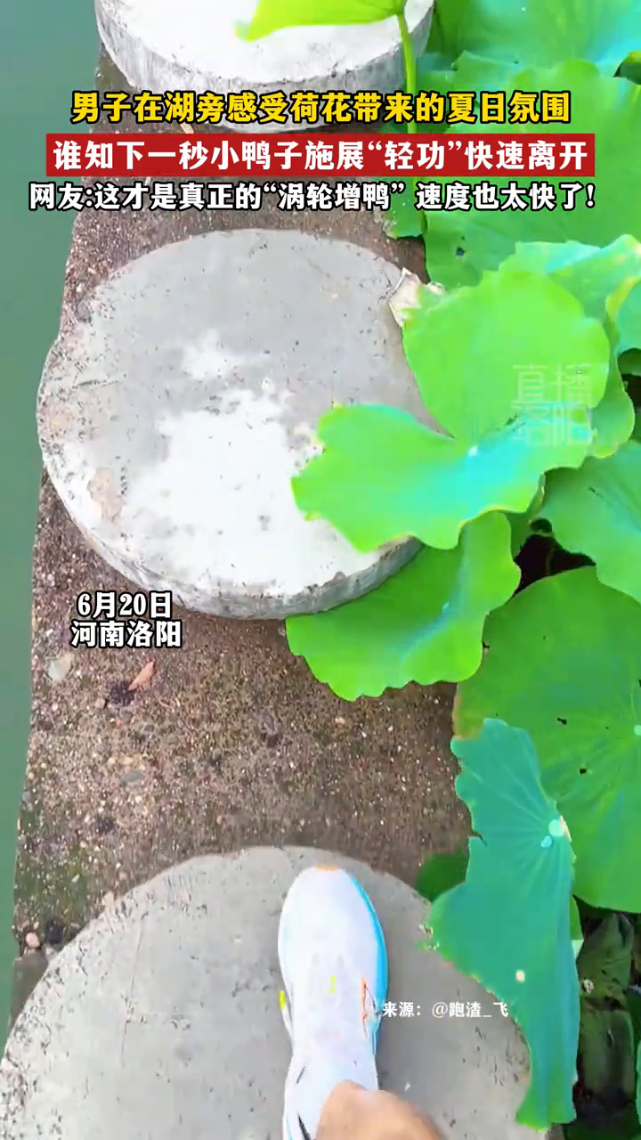 男子在湖旁感受荷花,谁知下一秒小鸭子施展“轻功”快速离开