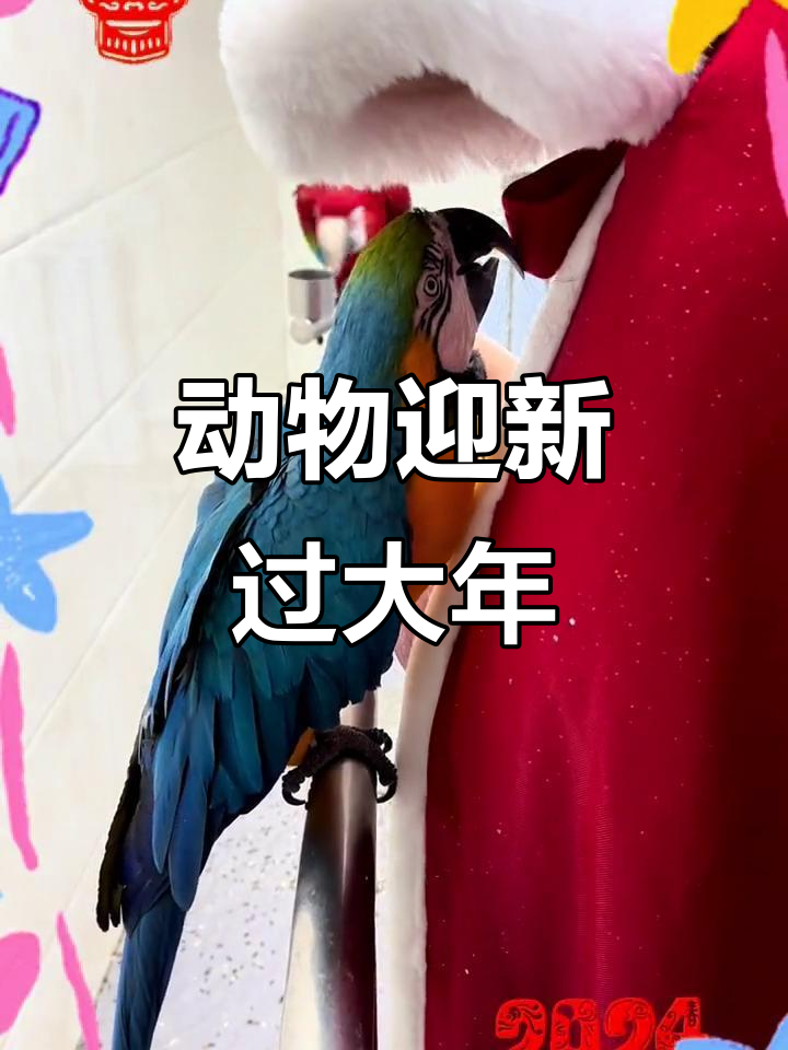 新年大餐来啦!动物们也吃饺子,迎接2024的到来