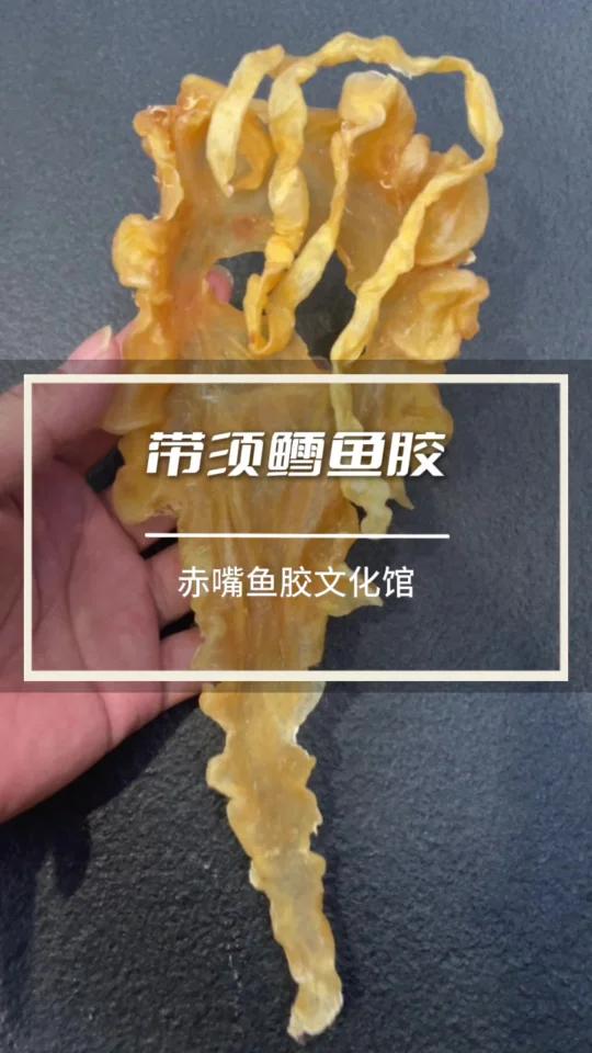 带须的鳕鱼胶