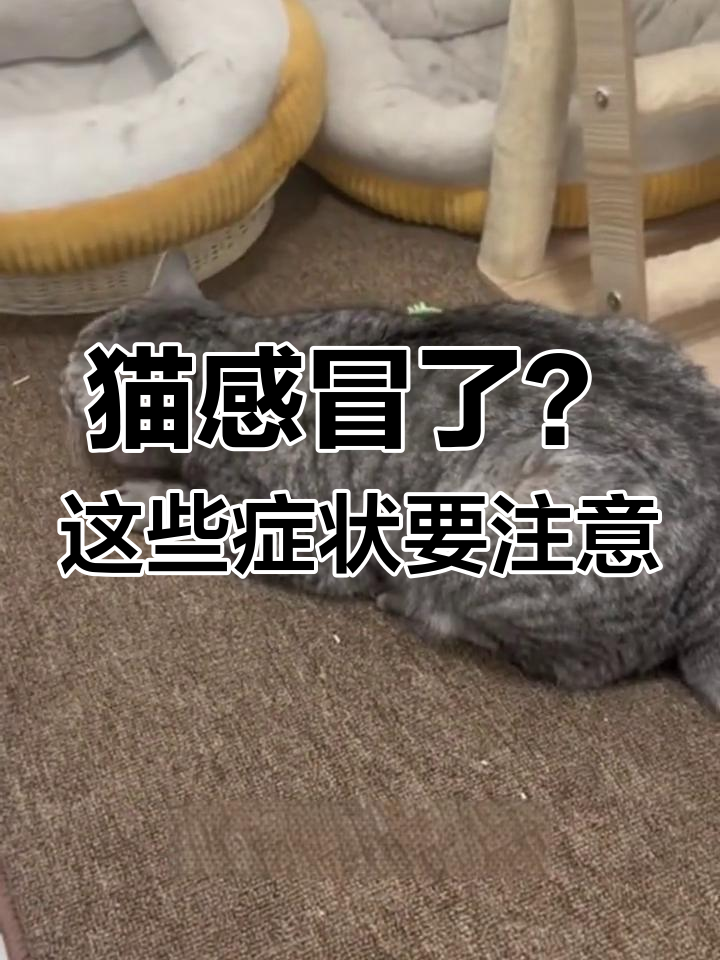 猫咪感冒症状全解析:打喷嚏、咳嗽、流眼泪,别忽视!