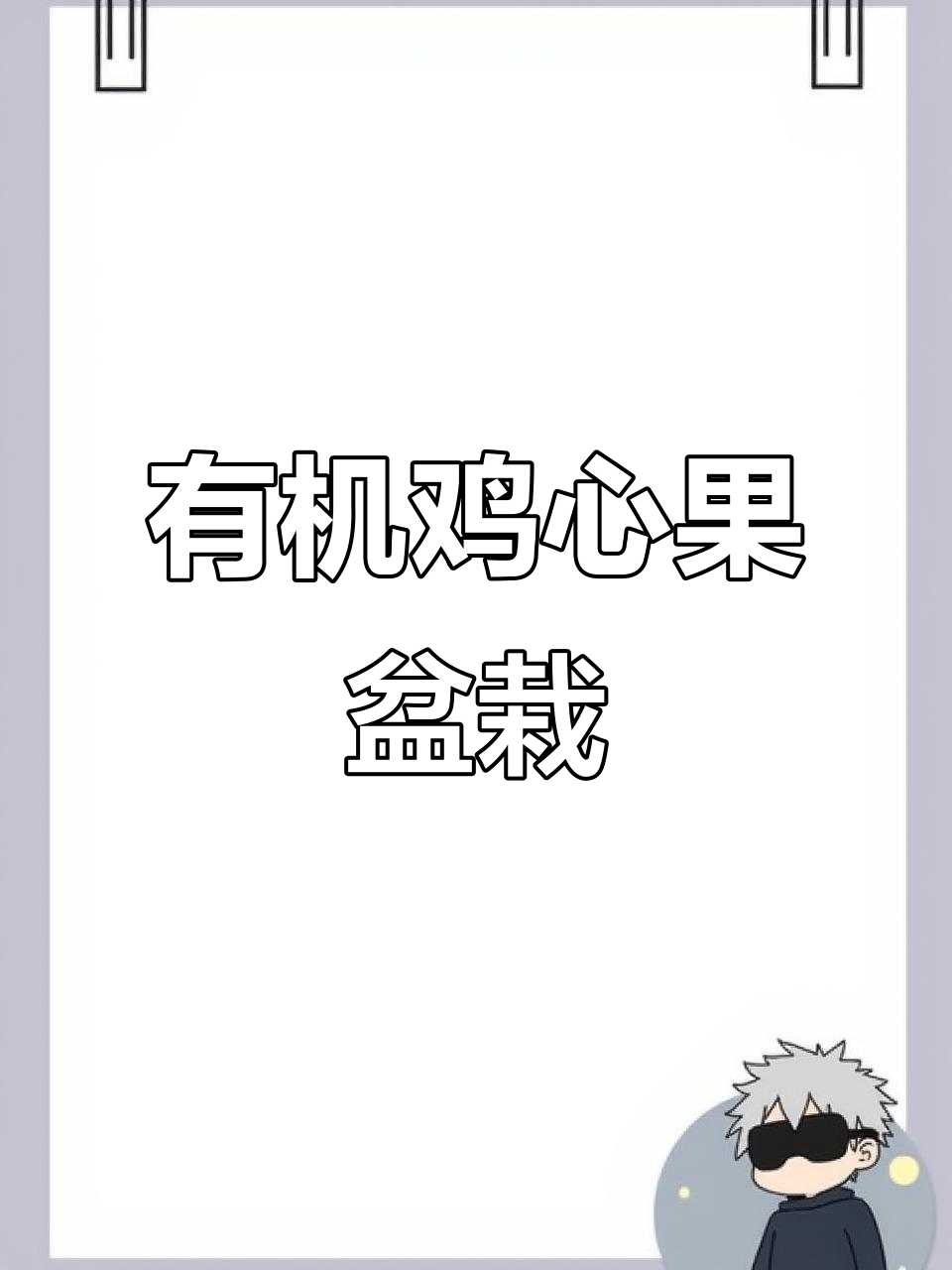 盆栽有机鸡心果，健康又美味