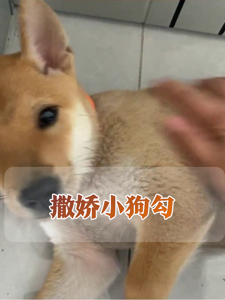 小奶狗碰瓷式撒娇,摸肚肚秒变乖宝宝