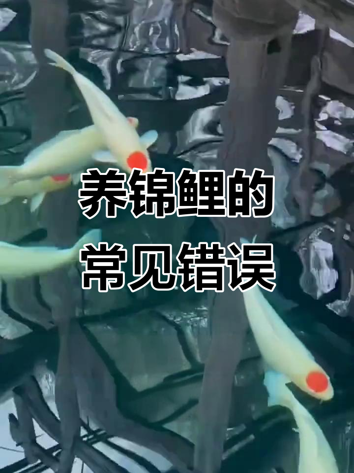 锦鲤养殖九大误区，避免这些雷区让鱼更健康