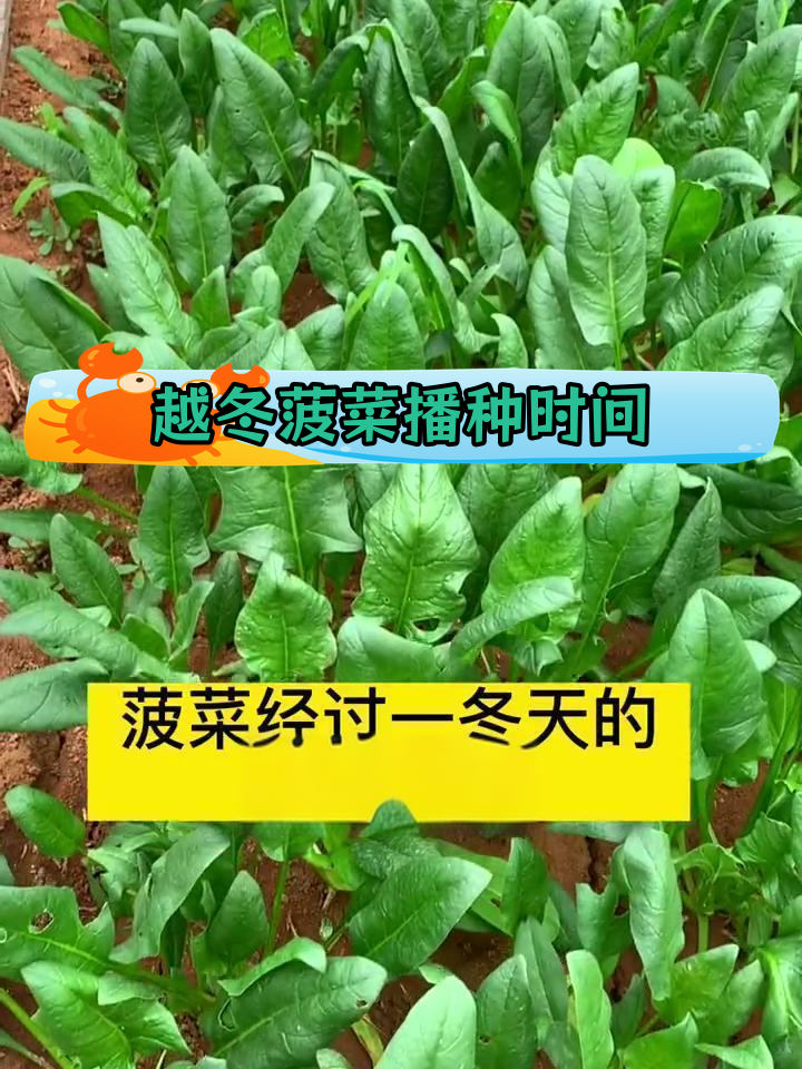 北方菠菜种植最佳时机