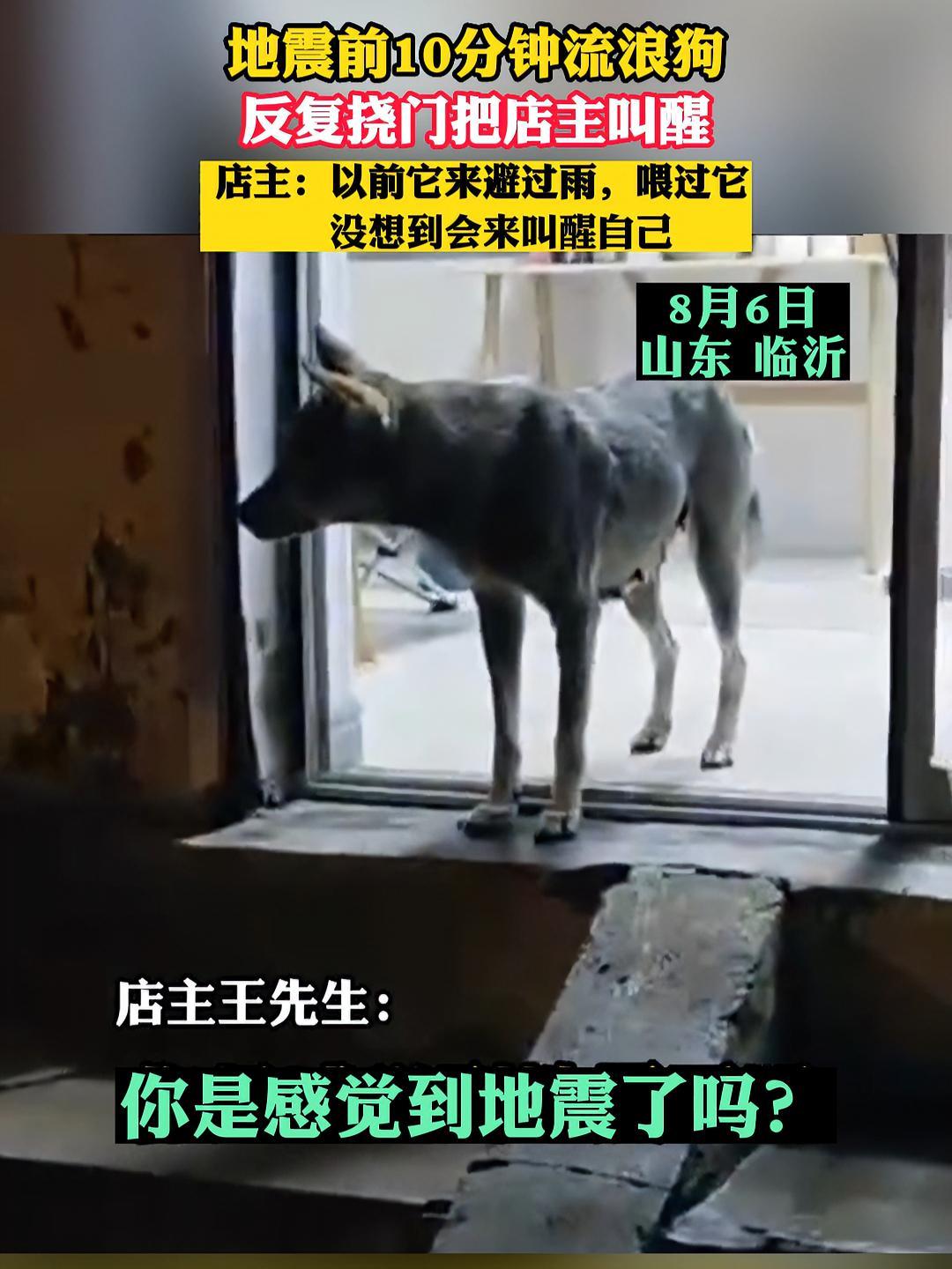 8月6日山东临沂,地震前10分钟流浪狗,反复挠门把店主叫醒。店主:以前它来避过雨,喂过它,