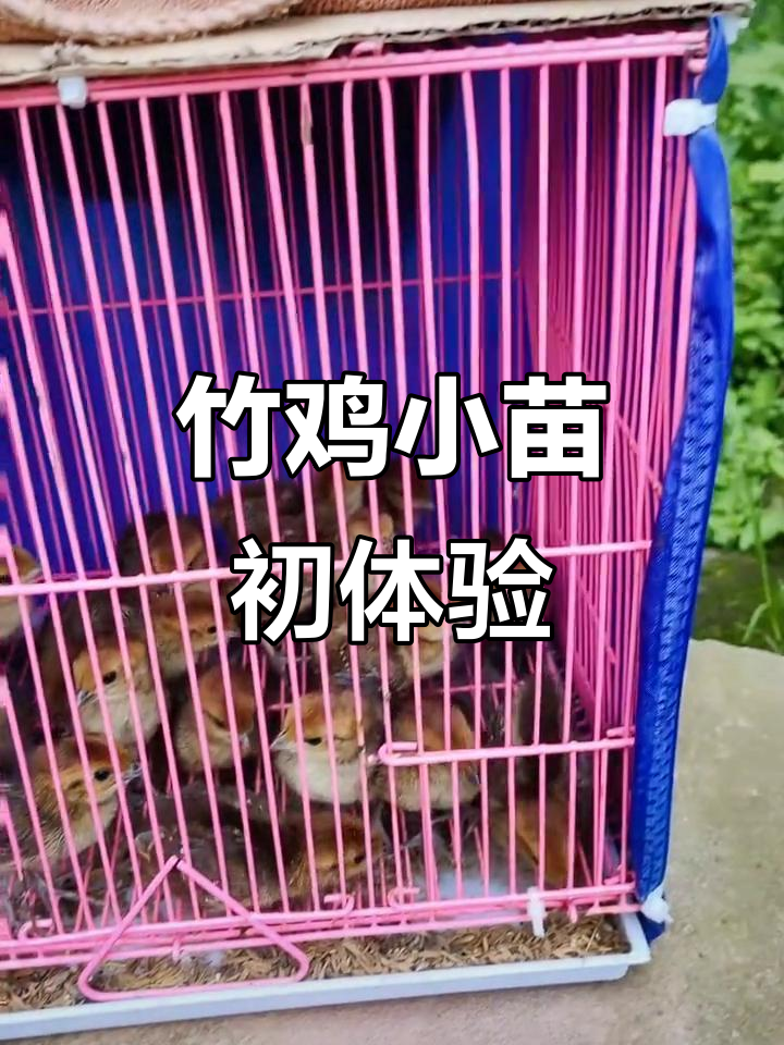 小竹鸡首次户外探险，萌态十足！