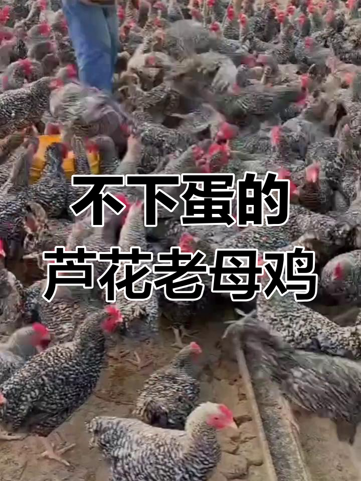芦花母鸡不下蛋,养了两年成了“肉机”